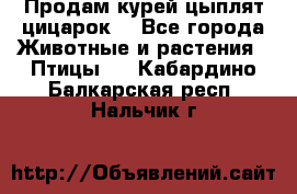 Продам курей цыплят,цицарок. - Все города Животные и растения » Птицы   . Кабардино-Балкарская респ.,Нальчик г.